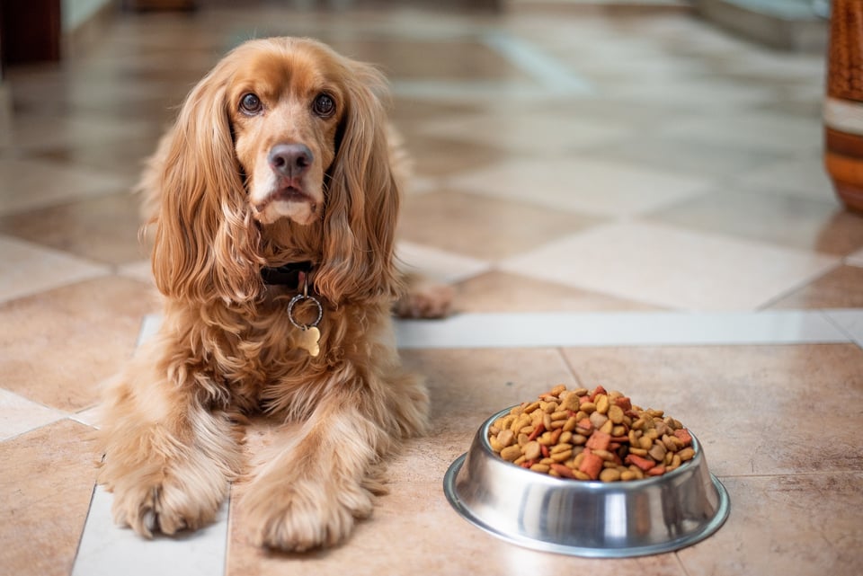 english-cocker-spaniel-5937760_1920