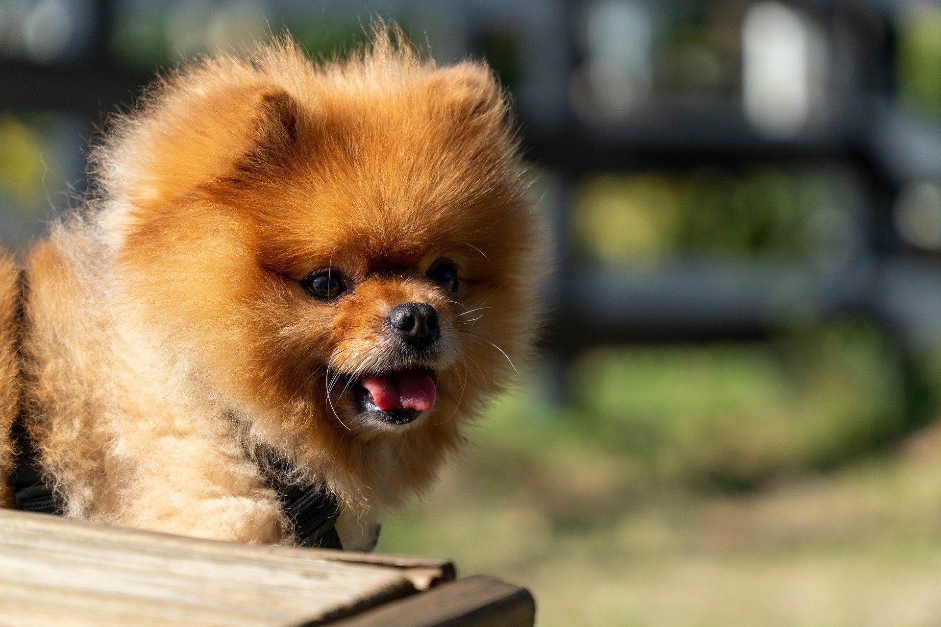 pomeranian-dog-4699728_1920